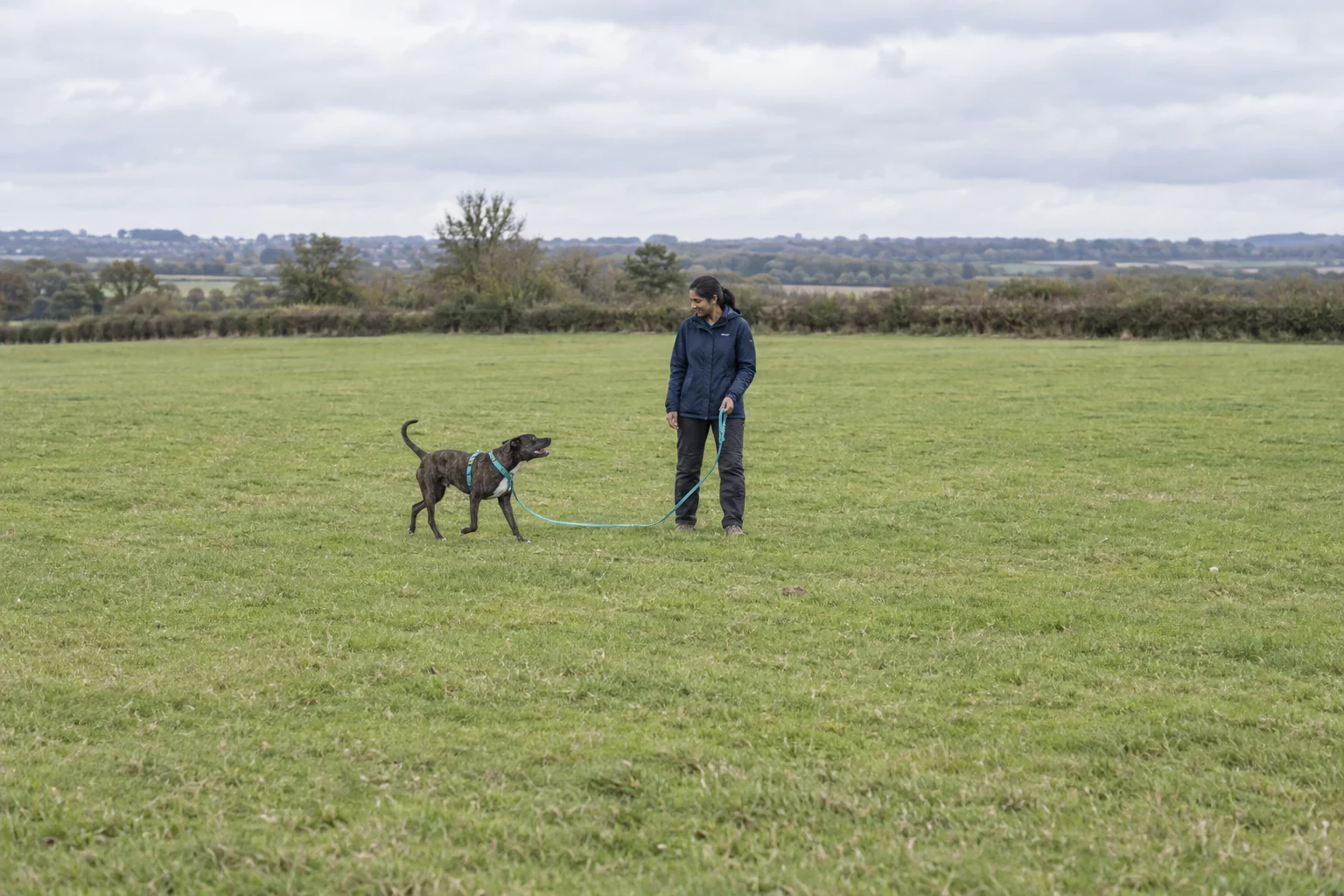 A brindle dog approaches its owner in an open grassy field with a slack long line connected to its harness.