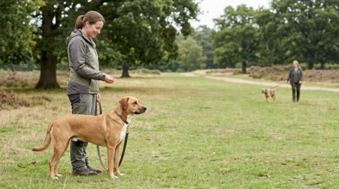 A dog watches another dog across a park while its owner keeps a loose lead